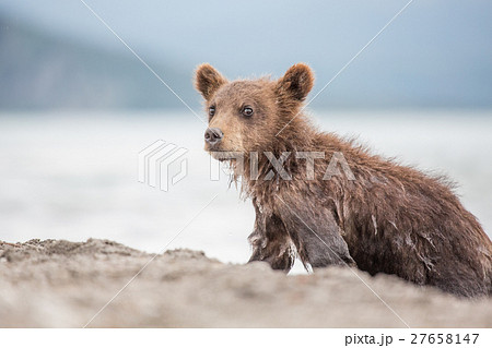 Little bear cub is on the lake 27658147