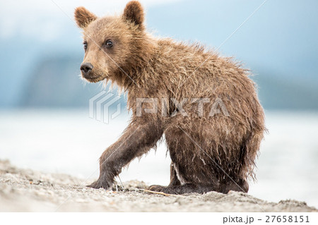 Little bear cub is on the lake 27658151