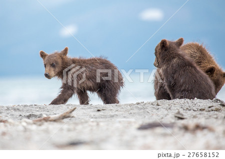 Small cubs playing on the lake 27658152