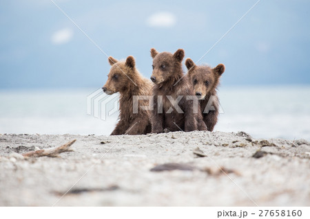 Little cubs waiting for his mother bear 27658160