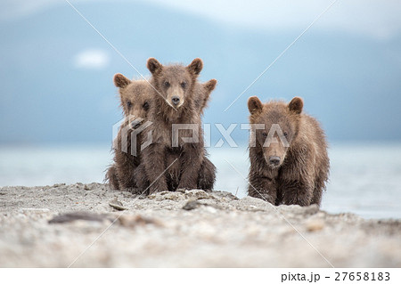 Portrait of an adorable little bears 27658183