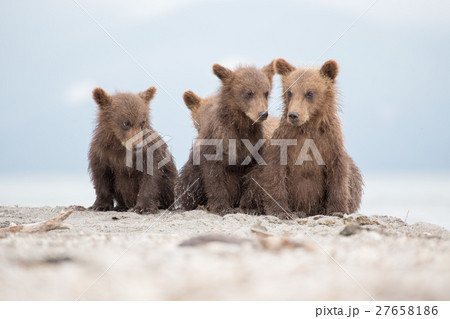 Portrait of an adorable little bears 27658186