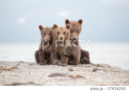 Portrait of an adorable little bears 27658200