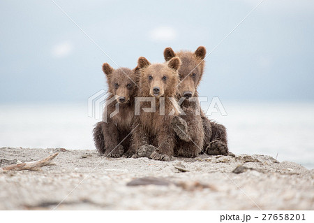 Portrait of an adorable little bears 27658201