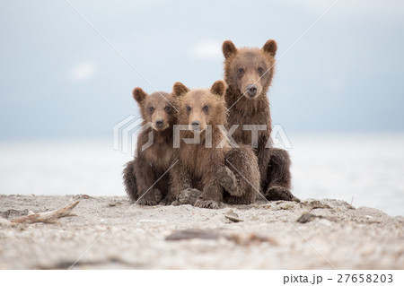 Portrait of an adorable little bears 27658203
