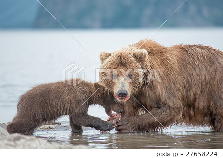Mama bear and her cubs 27658224