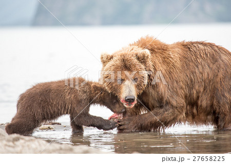 Mama bear and her cubs 27658225