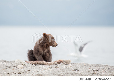 Small bear cub and seagull 27658227