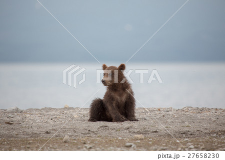 Small bear cub on the lake 27658230