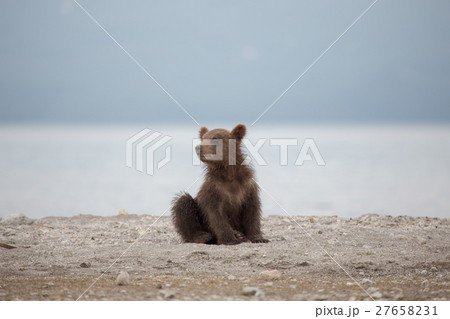 Small bear cub on the lake 27658231