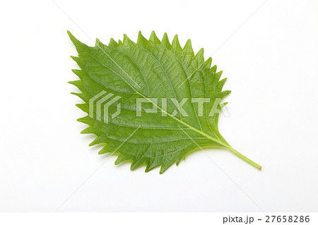 大葉 大葉 27658286