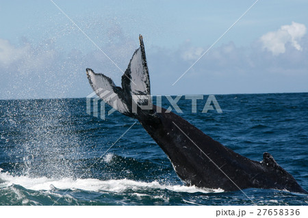 Humpback whale tail in Samana, Dominican republic 27658336