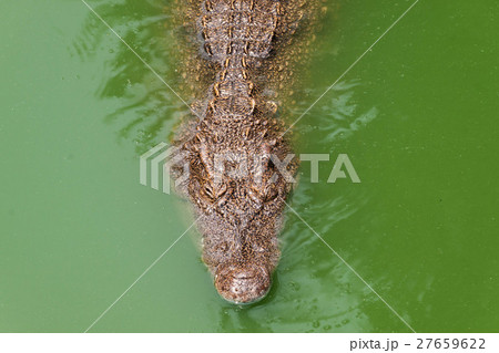 シェムリアップのクロコダイル・ファームのワニ シェムリアップのクロコダイル・ファームのワニ 27659622