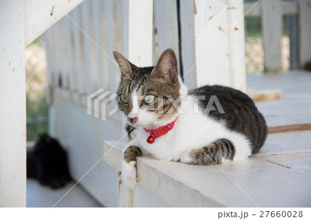 ねこ 27660028
