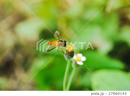 Flower Flies on Wildflowers with Nature Background 27660143