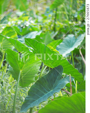 Water Hyacinth, Water Orchid, green wetland plant 27665873