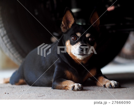small dog laying on garage floor under large car 27666090