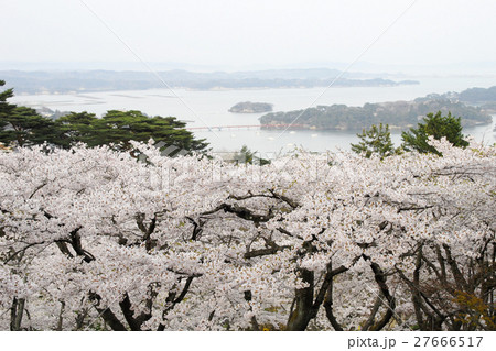 松島と春霞の桜 松島と春霞の桜 27666517
