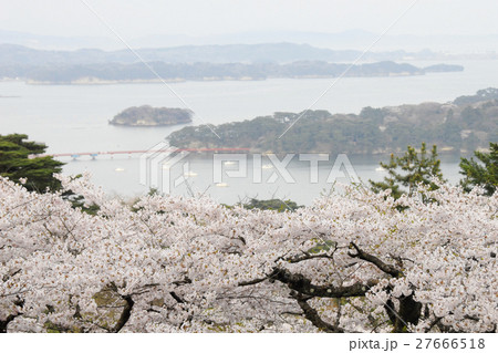 松島と春霞の桜 松島と春霞の桜 27666518