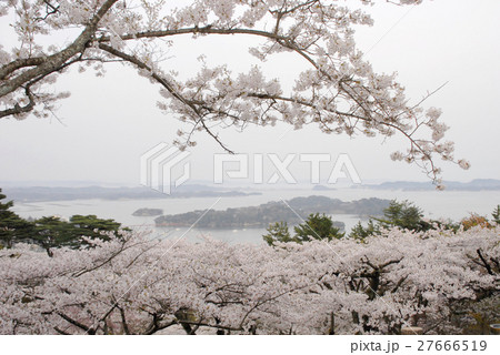 松島と春霞の桜 27666519