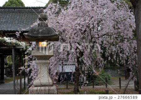 山門の枝垂れ桜 山門の枝垂れ桜 27666589