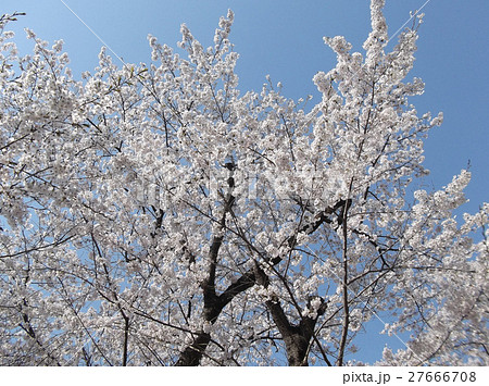 満開の桜 満開の桜 27666708