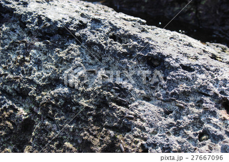 岩面のフナムシの群れ 岩面のフナムシの群れ 27667096