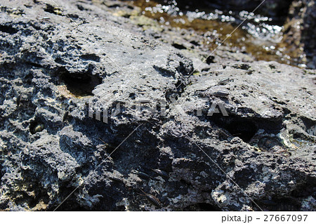 岩面のフナムシの群れ 27667097