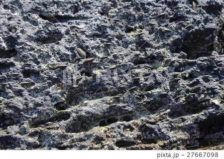岩面のフナムシの群れ 27667098