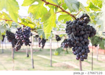 grapes fruit in farm viticulture of agriculture grapes fruit in farm viticulture of agriculture 27667120