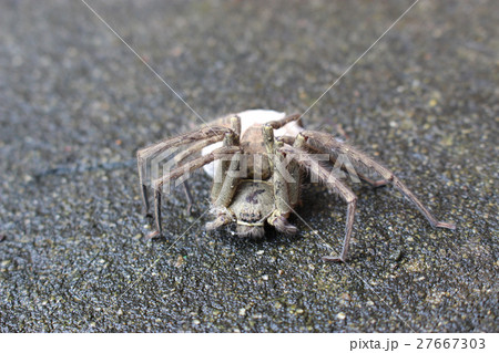 卵を抱くアシダカグモのメス 卵を抱くアシダカグモのメス 27667303