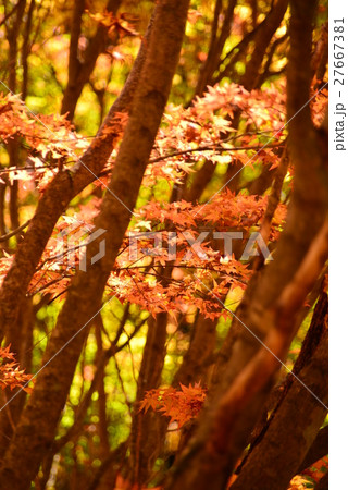 もみじ 27667381