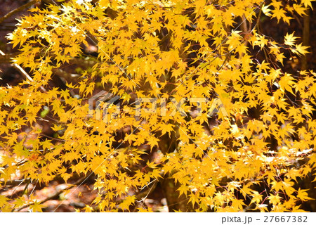黄色いもみじ 27667382