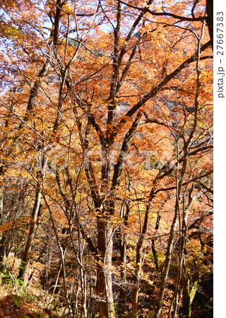 紅葉した雑木林 27667383