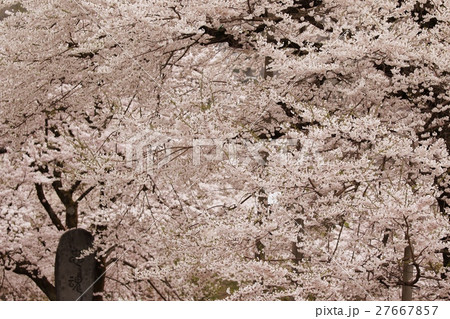満開の荘川桜 満開の荘川桜 27667857