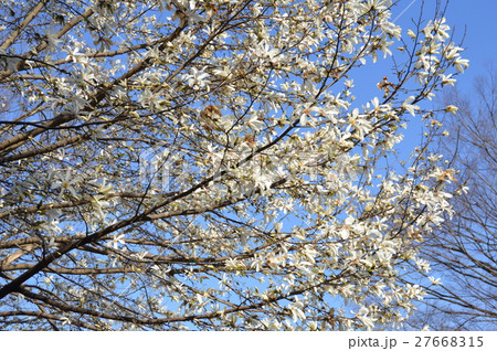 モクレンの白い花(小金井公園/東京都小平市) モクレンの白い花(小金井公園/東京都小平市) 27668315
