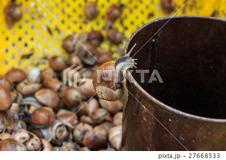 Edible snails on marketplace 27668533
