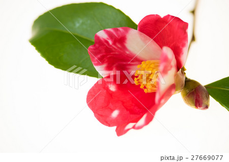 ハルサザンカ・鎌倉絞り ハルサザンカ・鎌倉絞り 27669077