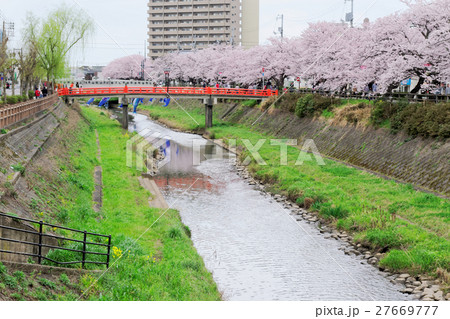 鳥取市　袋川土手の桜並木 27669777