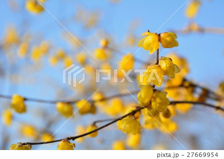 青空を背景にロウバイの黄色の花咲く  青空を背景にロウバイの黄色の花咲く  27669954