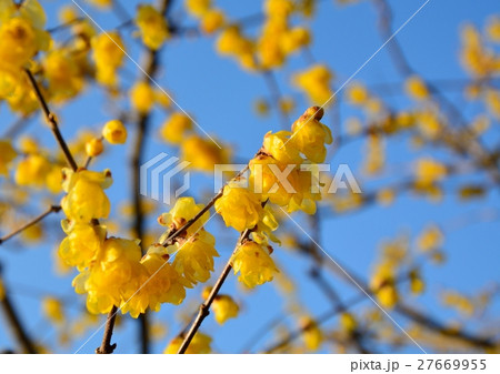 青空を背景にロウバイの黄色の花咲く  青空を背景にロウバイの黄色の花咲く  27669955