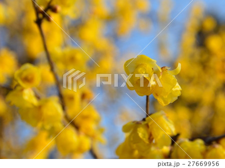 青空を背景にロウバイの黄色の花咲く　 27669956