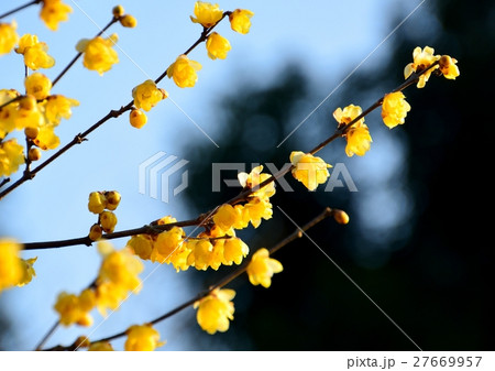 青空を背景にロウバイの黄色の花咲く  青空を背景にロウバイの黄色の花咲く  27669957
