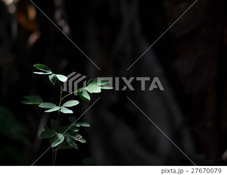 new leaves young green little plants growth new leaves young green little plants growth 27670079