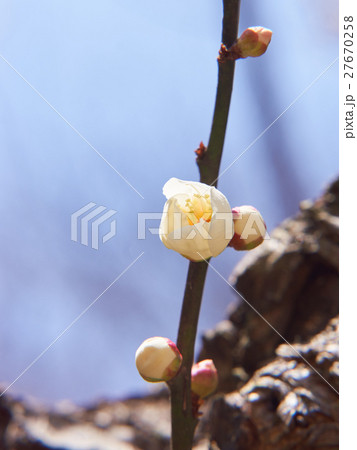 白梅 蕾 開花 白梅 蕾 開花 27670258