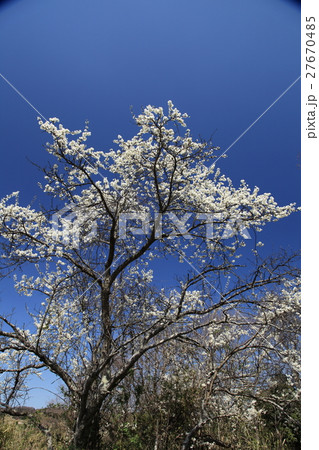 山桜と青空 27670485