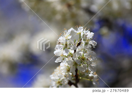 山桜の花 山桜の花 27670489