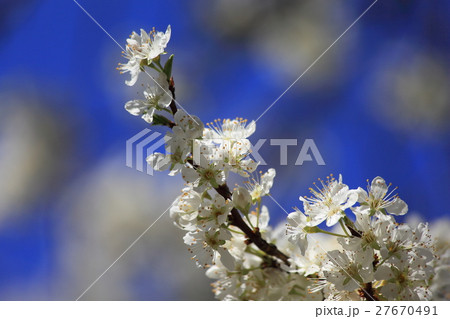 桜の花びらと葉 27670491