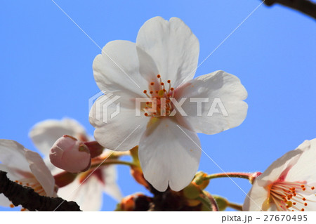 桜の花 27670495