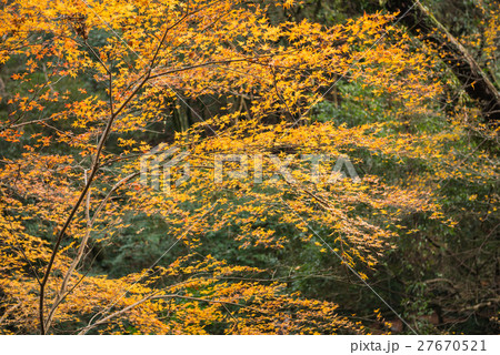Colorful Red Maple Leaf Vibrant Tree in Autumn 27670521